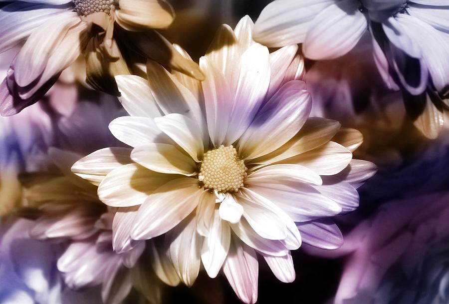 Daisies Photograph By Joyce Baldassarre Fine Art America 5726