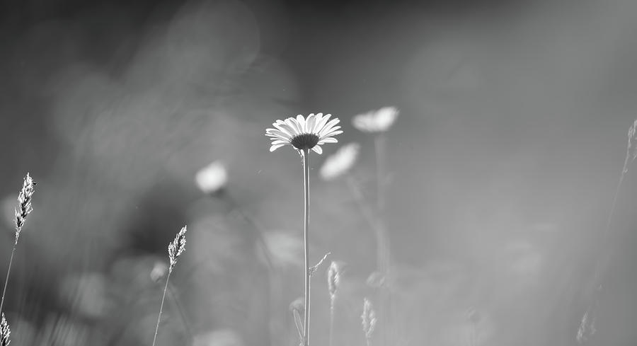 Daisy Flower Bloom On A Meadow In Summer #4 Photograph by Alex Grichenko
