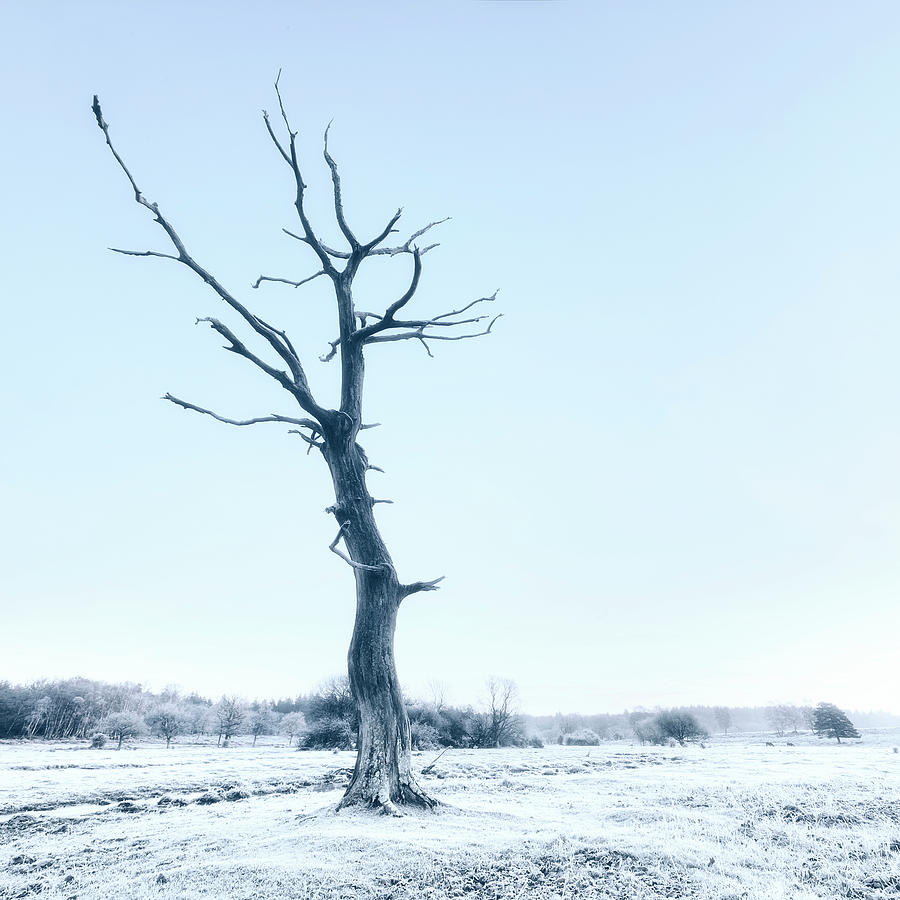 Winter Photograph - Dead Tree #4 by Joana Kruse