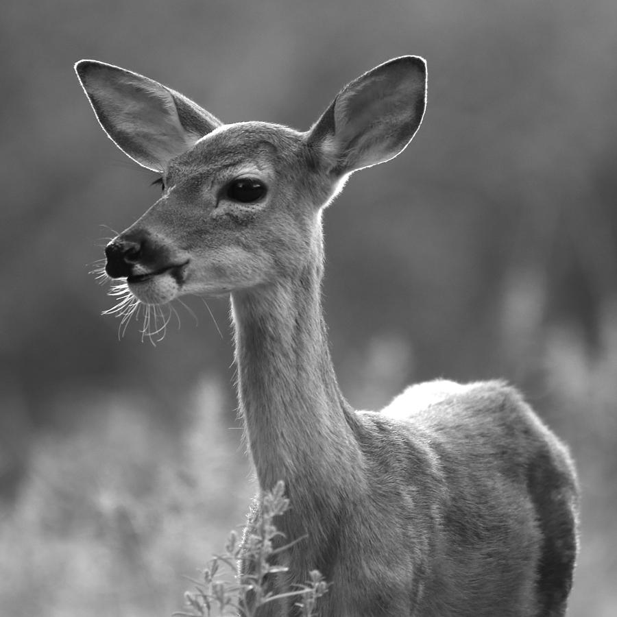 Deer #5 by Kelli Mccarty