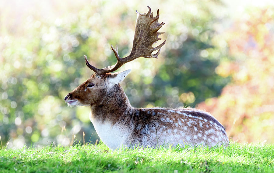 Deer Stag #4 Photograph by Colin Rayner