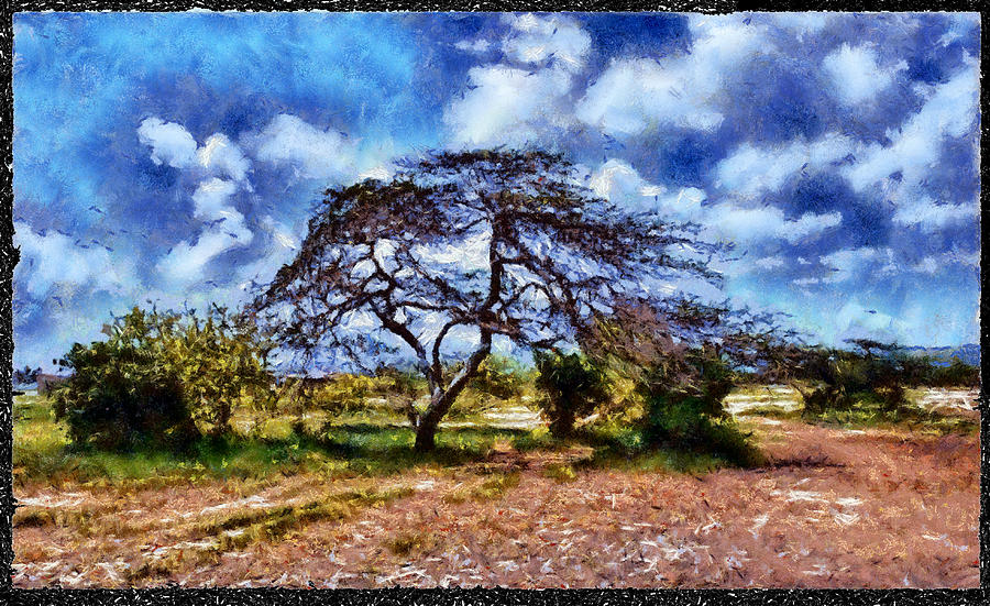 Desertic Tree Photograph