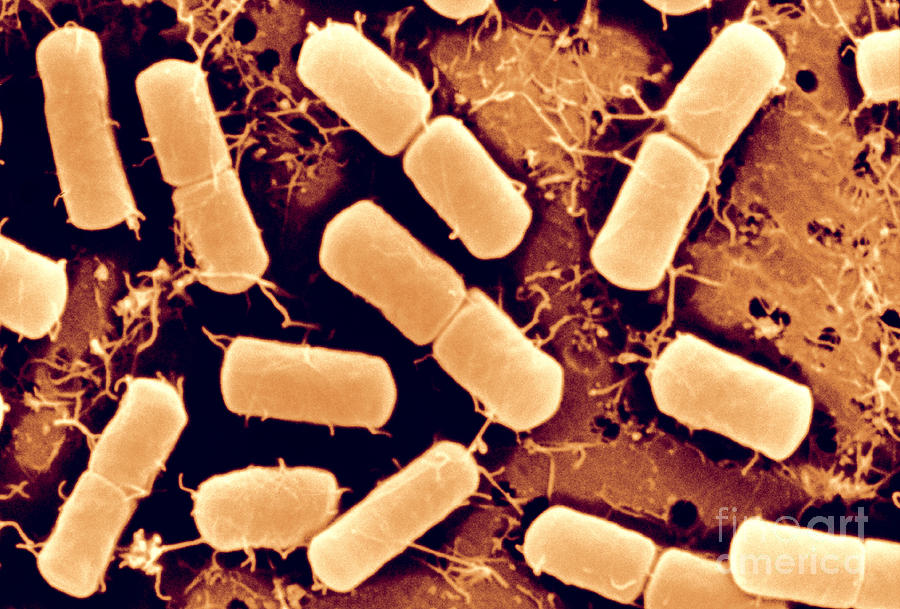 Dividing Bacteria #4 Photograph by Scimat
