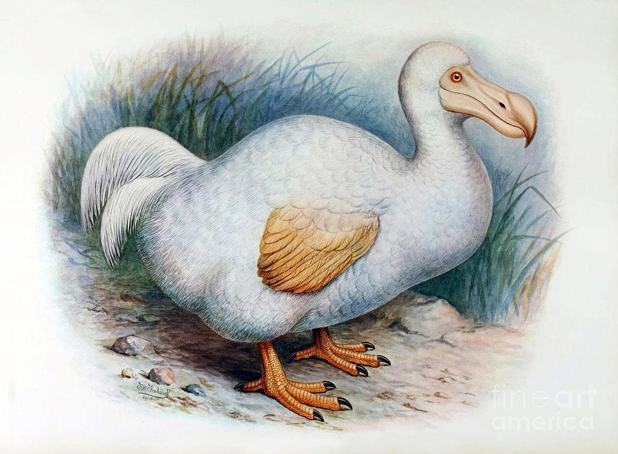 Dodo Bird, Hunted To Extinction #4 Photograph by Biodiversity Heritage Library