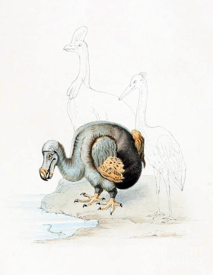 Dodo Bird Raphus Cucullatus, Extinct #4 Photograph by Biodiversity Heritage Library