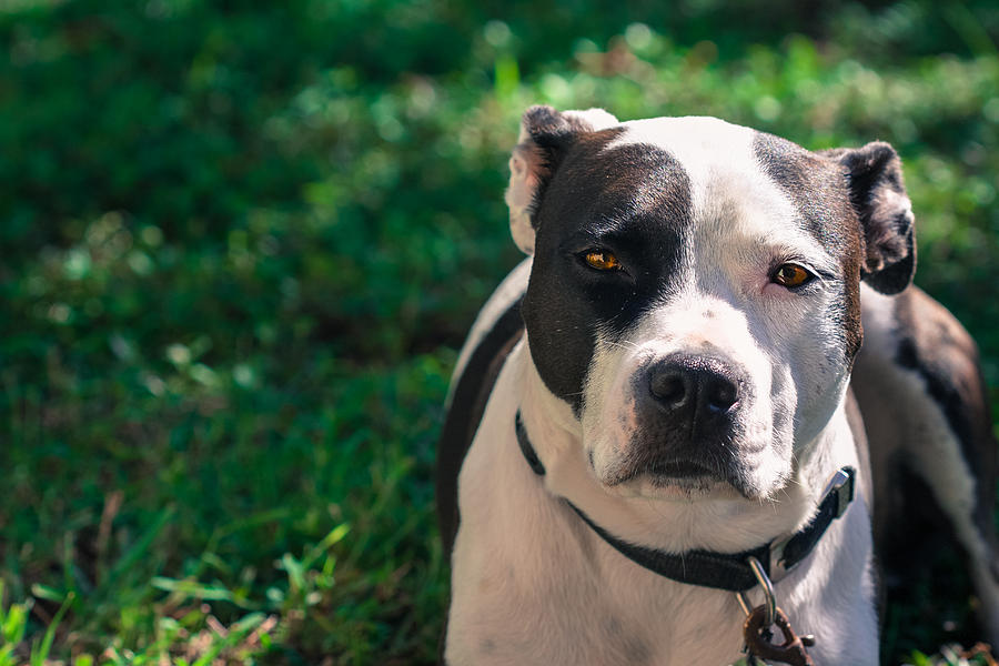 Dog Photograph By Alexandra Horta - Fine Art America