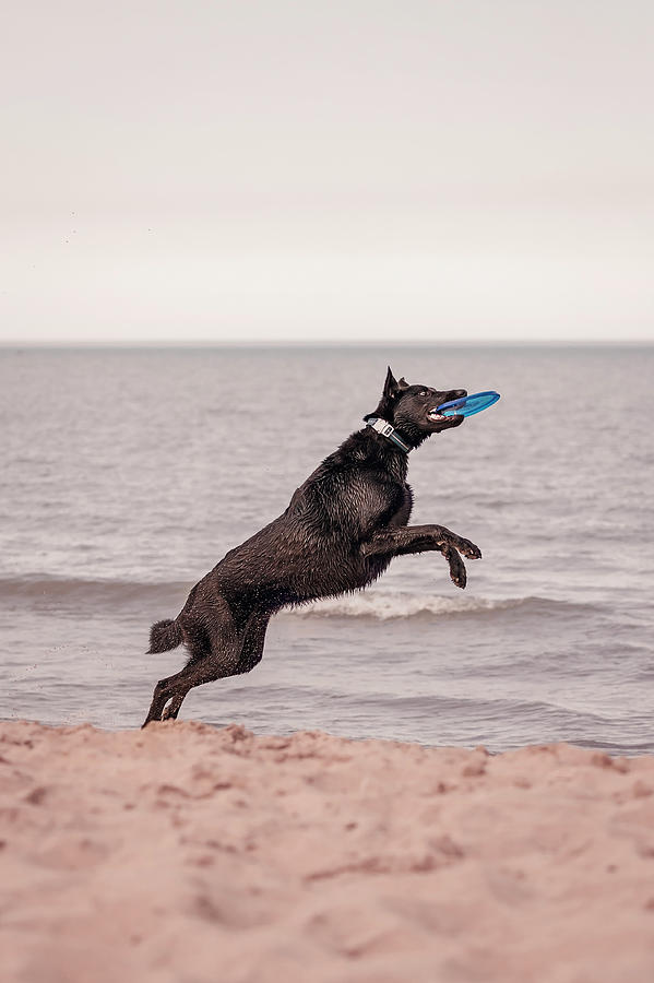 Dog with frisbee #4 Photograph by Peter Lakomy