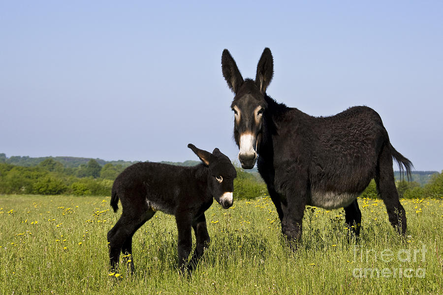 Donkey Photograph - Donkey And Foal #4 by Jean-Louis Klein & Marie-Luce Hubert
