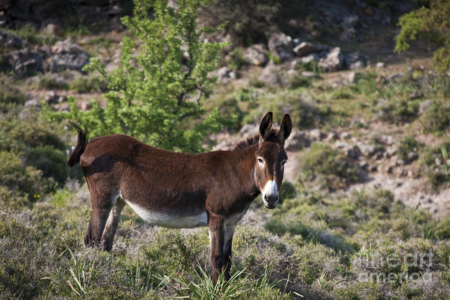 Donkey Photograph - Donkey In Greece #4 by Jean-Louis Klein & Marie-Luce Hubert