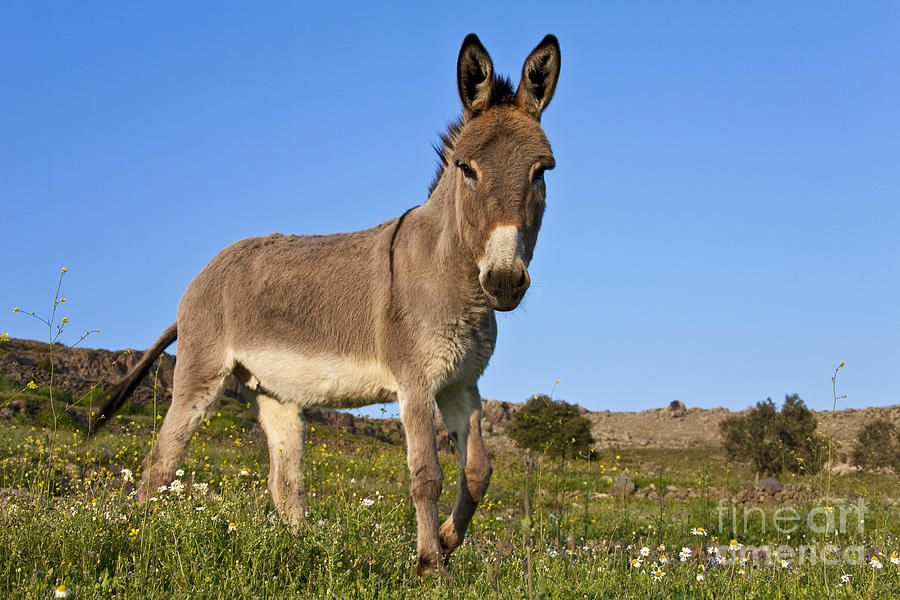 Donkey Photograph - Donkey In Greek Meadow #4 by Jean-Louis Klein & Marie-Luce Hubert