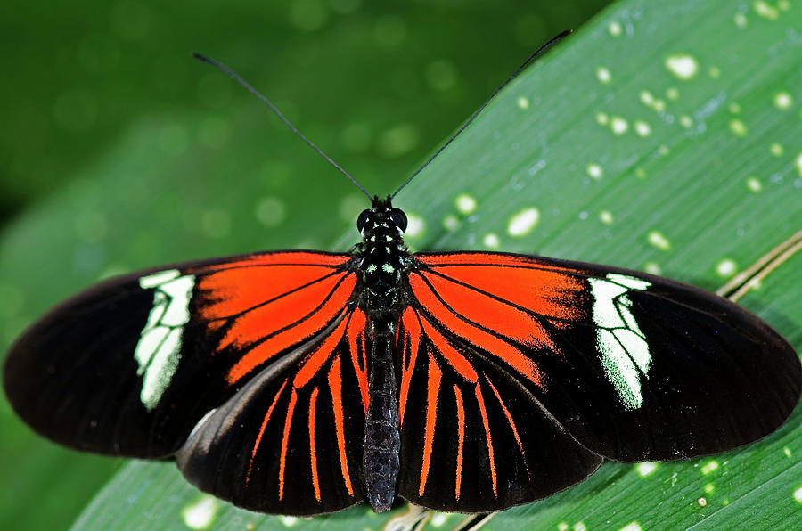 Doris Longwing Butterfly #4 Photograph by JT Lewis