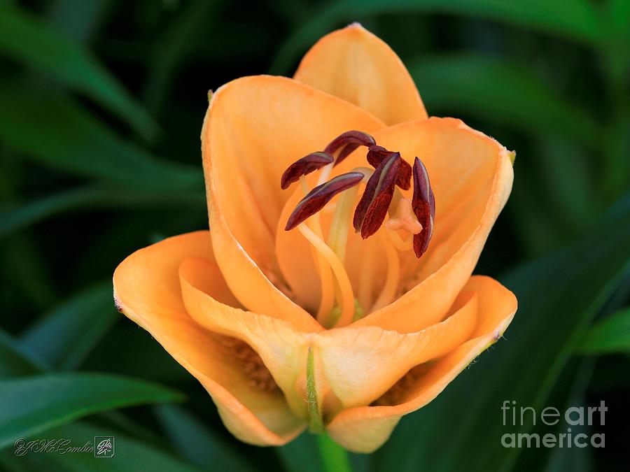 Double Asiatic Lily named Apricot Fudge #3 Photograph by J McCombie