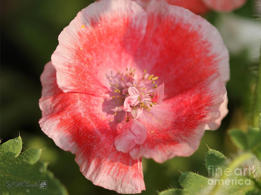 Double Coral Red Poppy from the Angels Choir Mix #3 Photograph by J McCombie