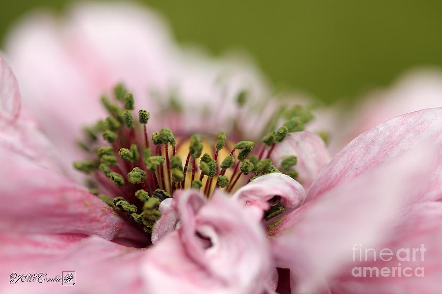 Poppy Photograph - Double Dusty Rose Poppy from the Angels Choir Mix #3 by J McCombie