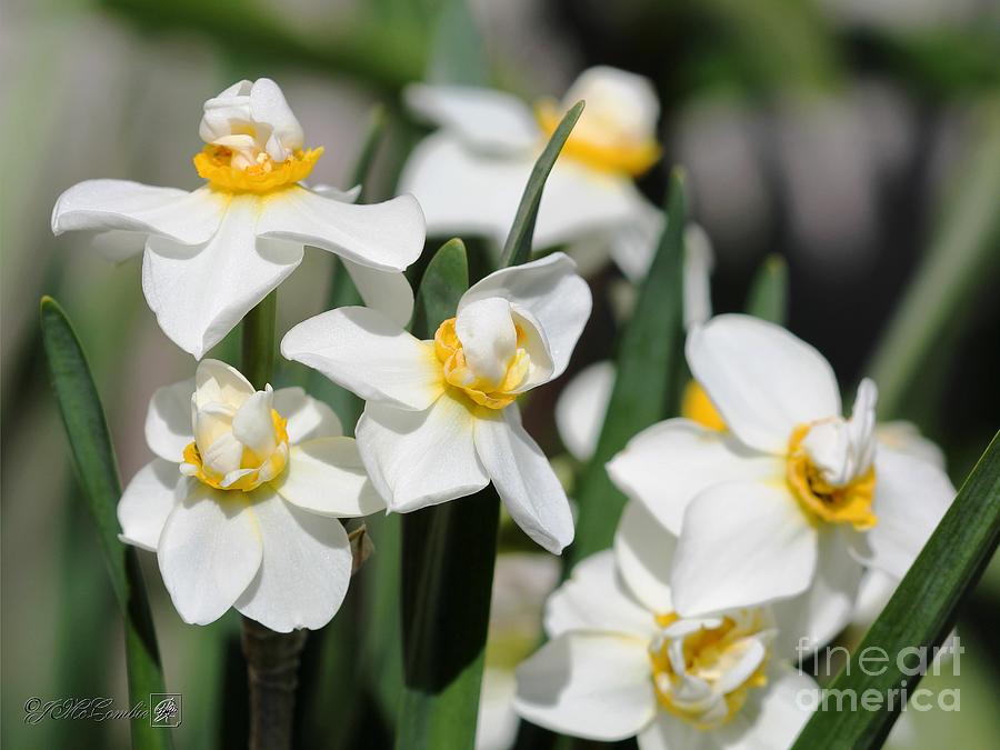 Double Gardenia Daffodil named Cheerfulness #5 Photograph by J McCombie