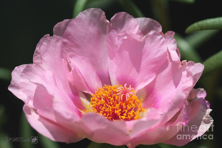 Double Portulaca in Warm Dusty Rose Pink #1 Photograph by J McCombie