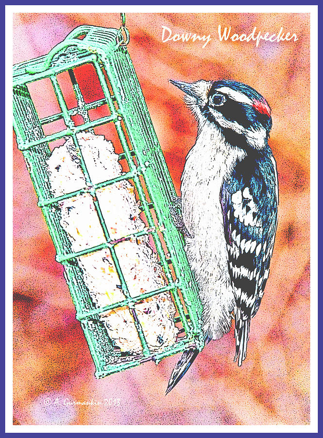 Downy Woodpecker, Male, Poster Image #4 Digital Art by A Macarthur Gurmankin