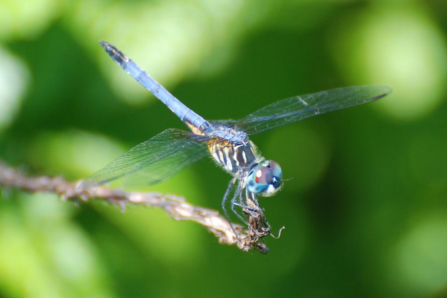 Nature Photograph - Dragon Fly #4 by Rob Hans