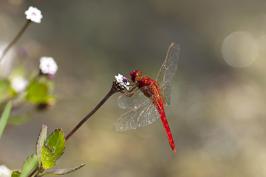 Dragonfly #4 Photograph by Gouzel -