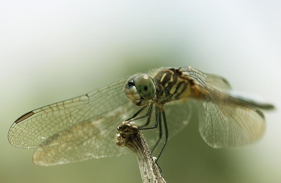 Dragonfly #4 Photograph by Gouzel -