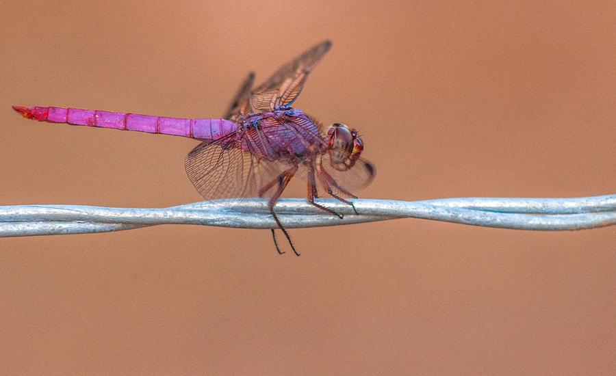 Roseate Skimmer Dragonfly 9411-072714  Photograph by Tam Ryan