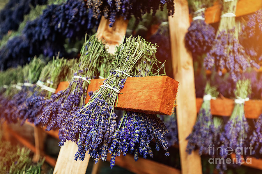 Dried bunches of lavender hanging on wooden ladders #4 Photograph by Michal Bednarek