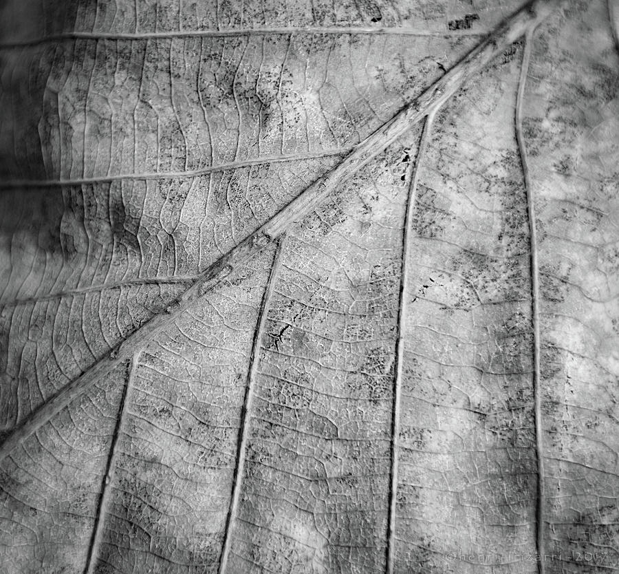 Dried Leaf #4 Photograph by Henri Irizarri
