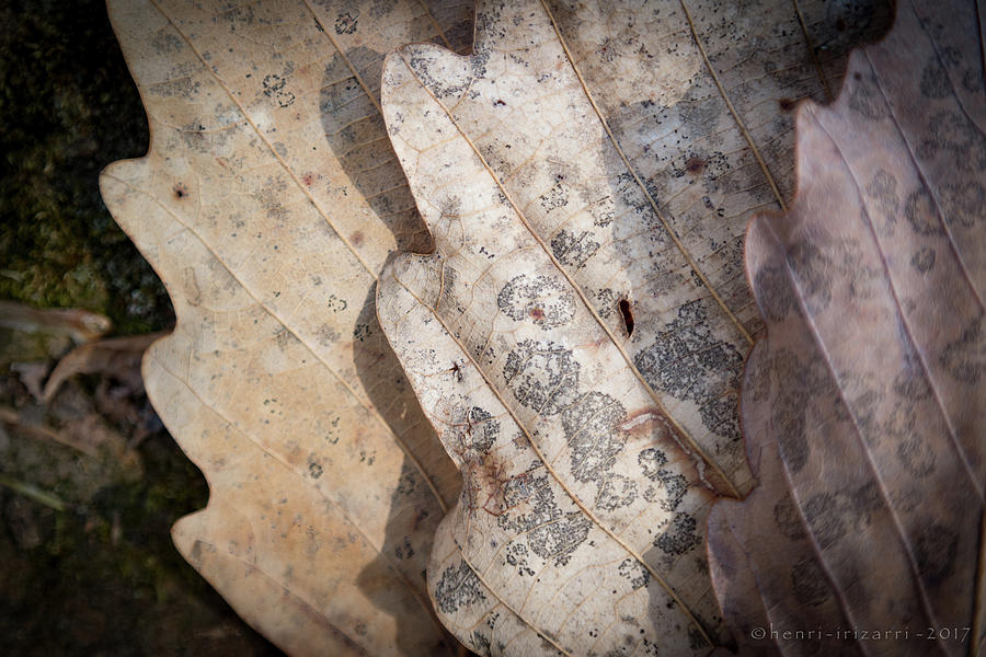Dried Leaves #4 Photograph by Henri Irizarri