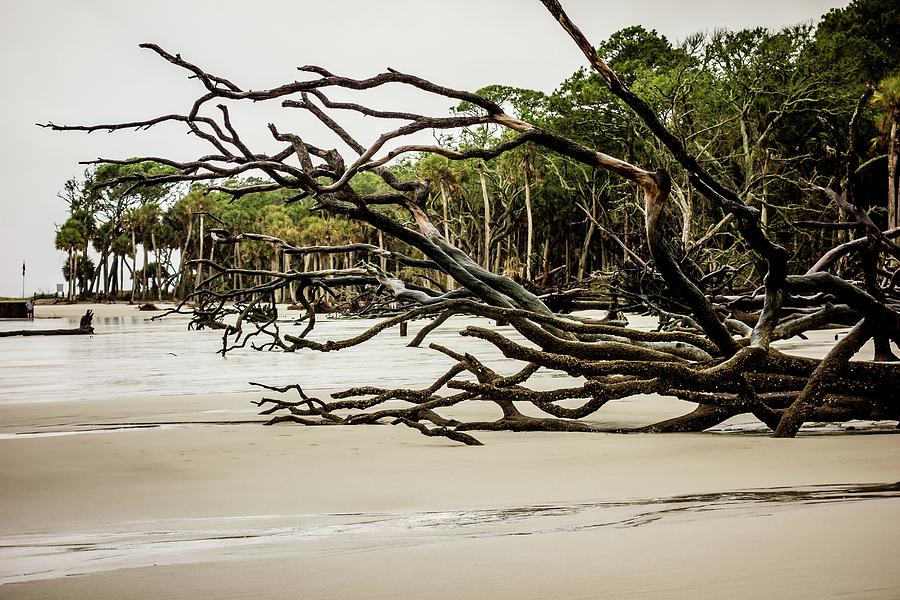 Drift Wood On Hunting Island South Carolina #4 Photograph by Alex Grichenko