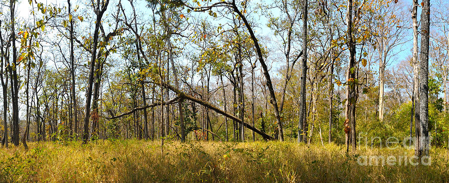 Dry Deciduous Forest, Cambodia #4 Photograph by Fletcher & Baylis