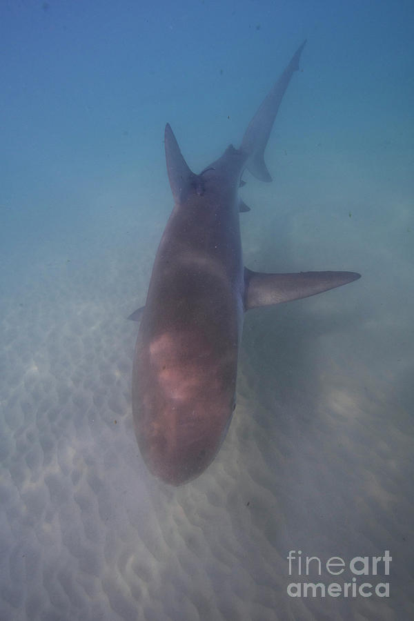 Dusky shark Carcharhinus obscurus #4 Photograph by Hagai Nativ