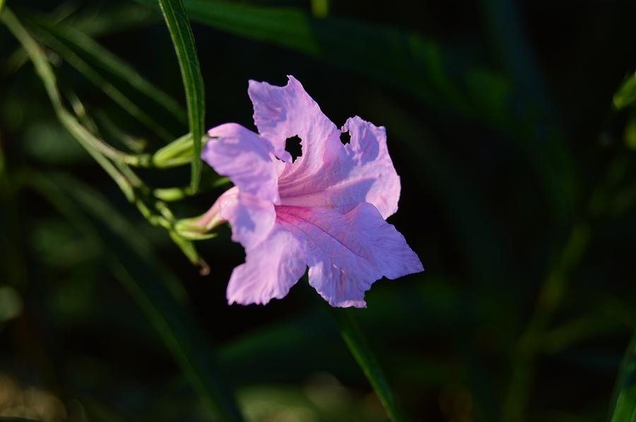 Mexican Petunia Photograph - Early Light #4 by Warren Thompson