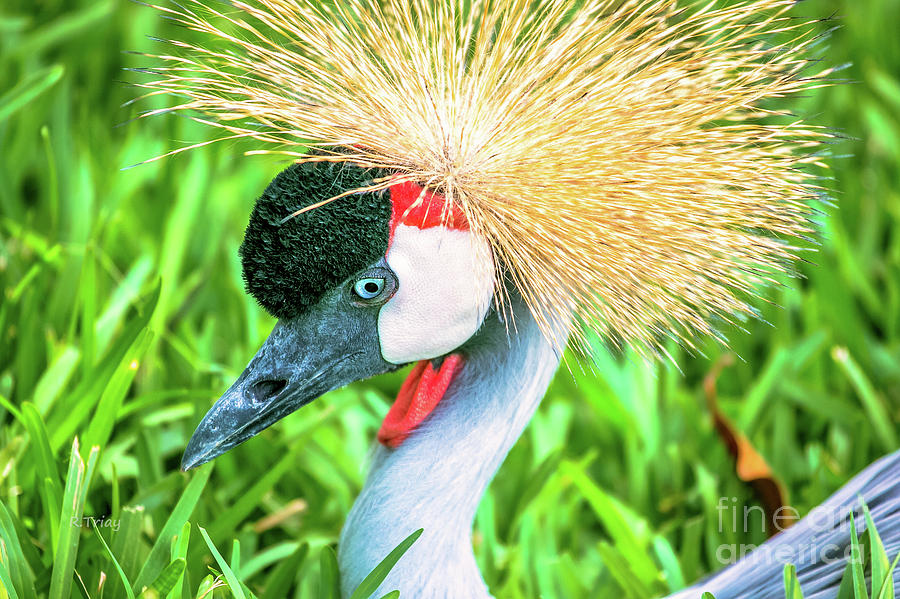 East African Crowned Crane #4 Photograph by Rene Triay FineArt Photos
