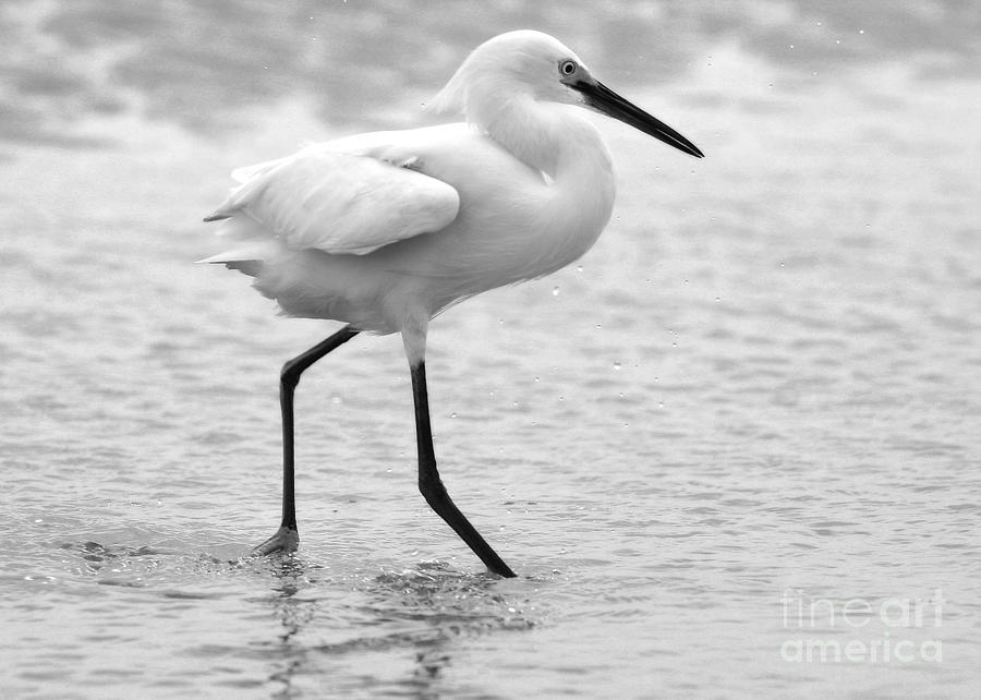 Egret in Black and White #4 Photograph by Angela Rath