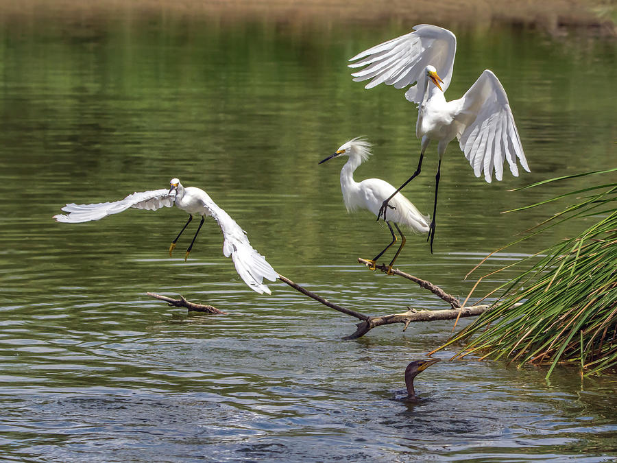Egrets #5 Photograph by Tam Ryan