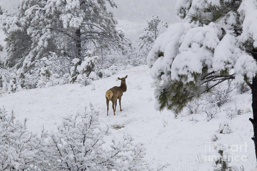 Elk in Deep Snow in the Pike National Forest #4 Photograph by Steven Krull