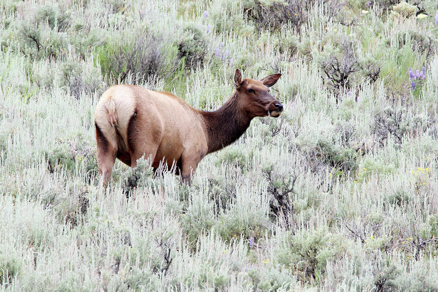 Elk Yellowstone USA #4 Photograph by Bob Savage
