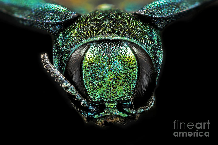 Emerald Ash Borer #4 Photograph by Macroscopic Solutions