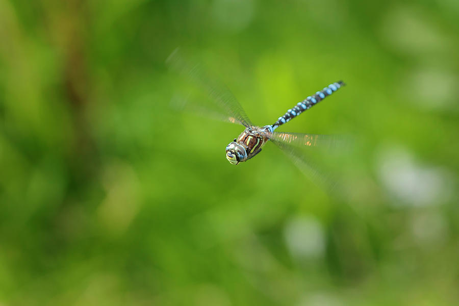 Emperor Dragonfly Photograph by Rick Deacon
