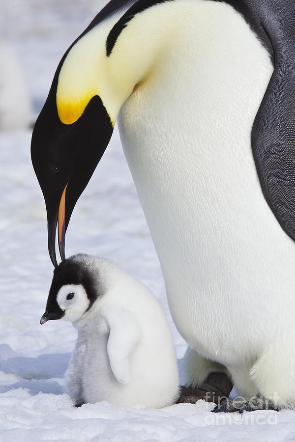 Penguin Photograph - Emperor Penguin And Chick #4 by Jean-Louis Klein & Marie-Luce Hubert