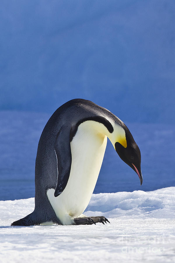 Emperor Penguin Photograph By Jean Louis Klein Marie Luce Hubert Fine Art America