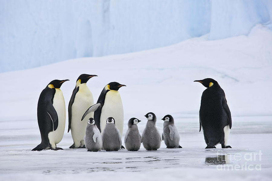 Emperor Penguins And Chicks #4 Photograph by Jean-Louis Klein & Marie-Luce Hubert