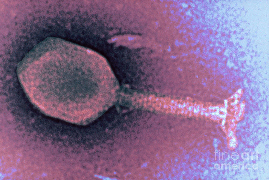 Enterobacteria Phage T4 Tem #4 Photograph by Scimat