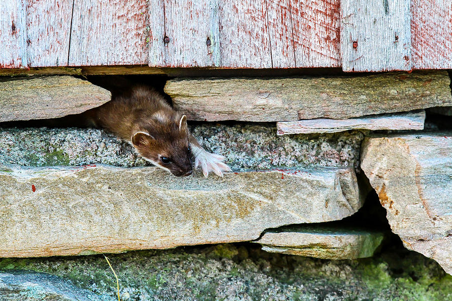 Ermine, Stoat Photograph by Borje Olsson - Fine Art America