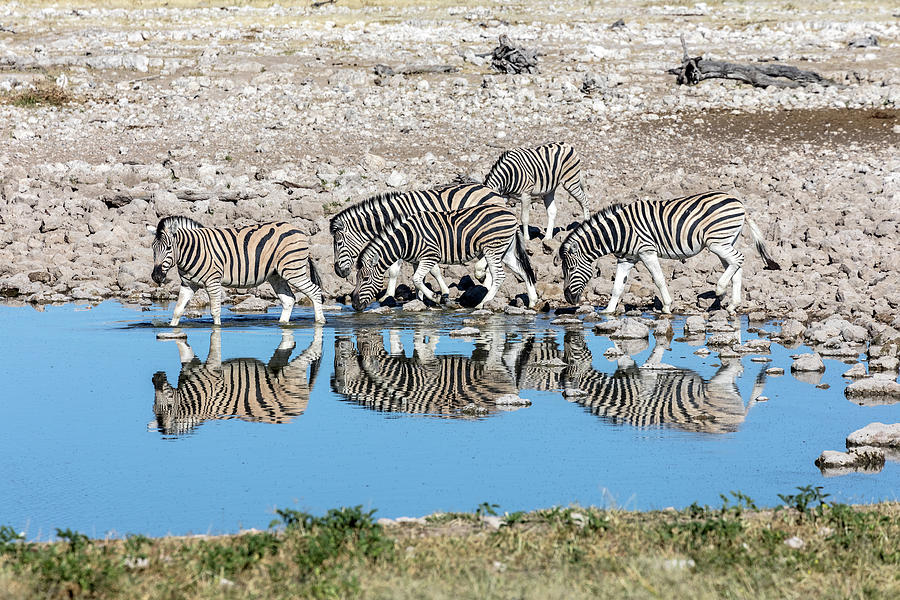 Zebra Photograph - Etosha - Namibia #4 by Joana Kruse