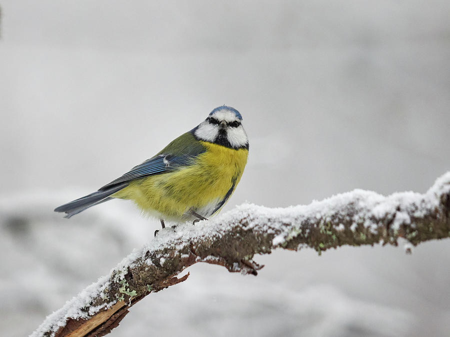 birdling blue tit