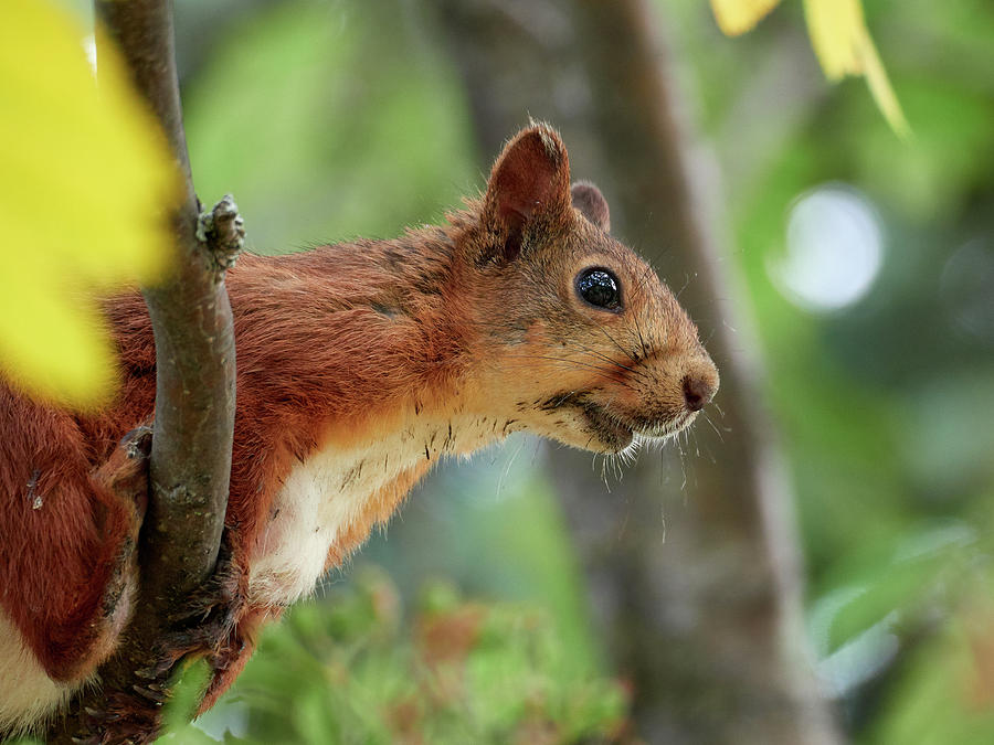 Eurasian red squirrel #4 Photograph by Jouko Lehto