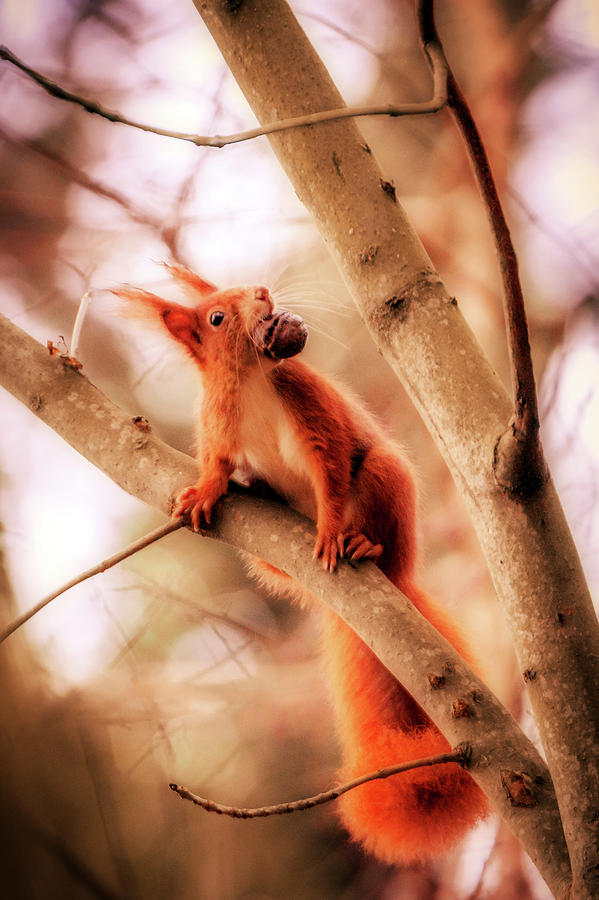 Eurasian Red Squirrel - Sciurus Vulgaris #4 Photograph by Marc Braner