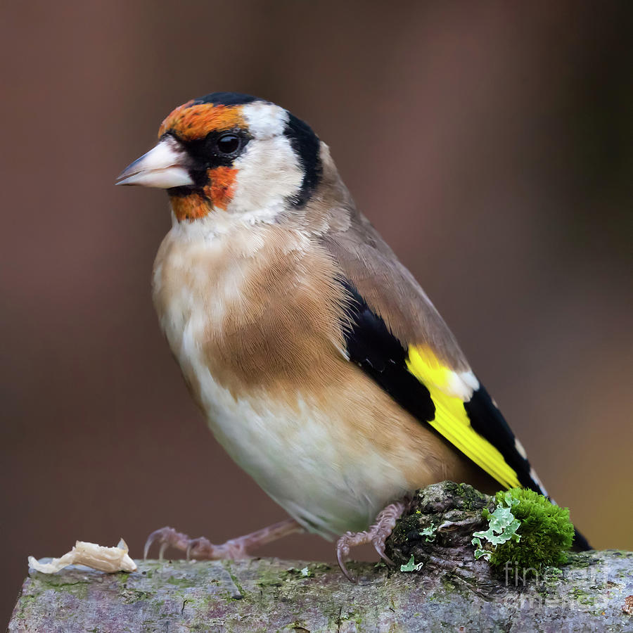 European goldfinch bird close up   #5 Photograph by Simon Bratt