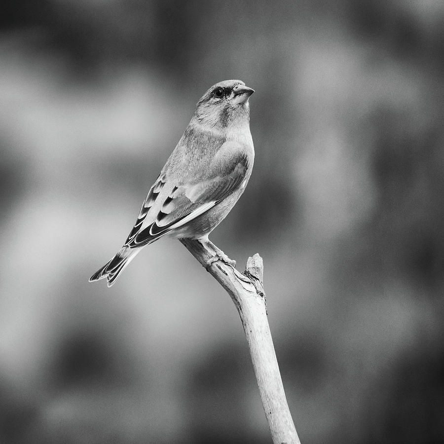 European greenfinch #4 Photograph by Jouko Lehto